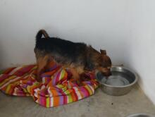 GILDA, Hund, Mischling (evtl Yorkshire Terrier) in Spanien - Bild 3