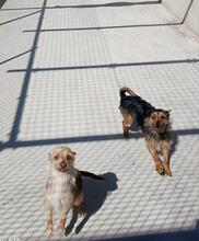 GILDA, Hund, Mischling (evtl Yorkshire Terrier) in Spanien - Bild 4