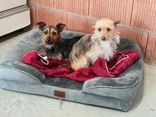 GILDA, Hund, Mischling (evtl Yorkshire Terrier) in Spanien - Bild 5
