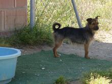 GILDA, Hund, Mischling (evtl Yorkshire Terrier) in Spanien - Bild 7