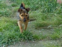 GILDA, Hund, Mischling (evtl Yorkshire Terrier) in Spanien - Bild 8
