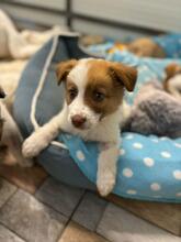 PEANUT, Hund, Mischlingshund in Rumänien - Bild 1