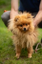 LILANAO, Hund, Zwergspitz in Ungarn - Bild 1