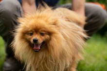 LILANAO, Hund, Zwergspitz in Ungarn - Bild 2