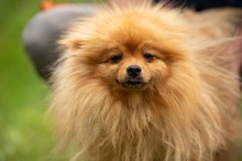 LILANAO, Hund, Zwergspitz in Ungarn - Bild 3