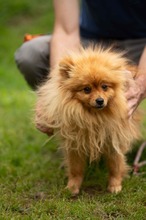 LILANAO, Hund, Zwergspitz in Ungarn - Bild 4