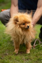 LILANAO, Hund, Zwergspitz in Ungarn - Bild 5