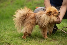 LILANAO, Hund, Zwergspitz in Ungarn - Bild 6