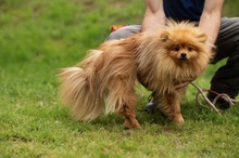 LILANAO, Hund, Zwergspitz in Ungarn - Bild 7