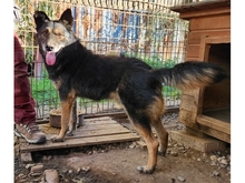 DUCATI, Hund, Mischlingshund in Rumänien - Bild 2