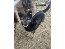 DUCATI, Hund, Mischlingshund in Rumänien - Bild 3