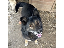 DUCATI, Hund, Mischlingshund in Rumänien - Bild 4