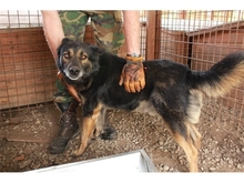 DUCATI, Hund, Mischlingshund in Rumänien - Bild 5