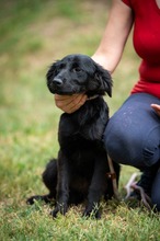 VIRELLA, Hund, Mischling in Ungarn - Bild 2