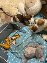 PYNA, Hund, Mischlingshund in Rumänien - Bild 1