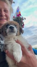 PYNA, Hund, Mischlingshund in Rumänien - Bild 2