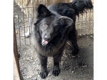 MAILO, Hund, Mischlingshund in Rumänien - Bild 1