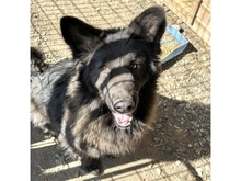 MAILO, Hund, Mischlingshund in Rumänien - Bild 2