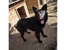MAILO, Hund, Mischlingshund in Rumänien - Bild 3