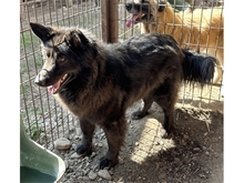 MAILO, Hund, Mischlingshund in Rumänien - Bild 4