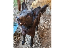 MAILO, Hund, Mischlingshund in Rumänien - Bild 5