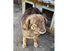 JESSI, Hund, Mischlingshund in Rumänien