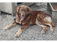 JESSI, Hund, Mischlingshund in Rumänien - Bild 2