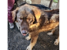 JESSI, Hund, Mischlingshund in Rumänien - Bild 3