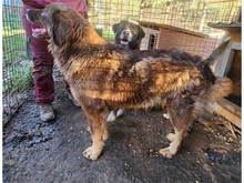 JESSI, Hund, Mischlingshund in Rumänien - Bild 4