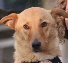 NALA, Hund, Mischling in Sottrum - Bild 1