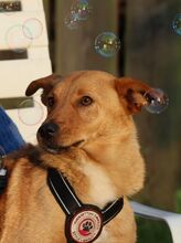 NALA, Hund, Mischling in Sottrum - Bild 2