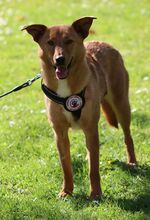 NALA, Hund, Mischling in Sottrum - Bild 3