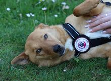 NALA, Hund, Mischling in Sottrum - Bild 5