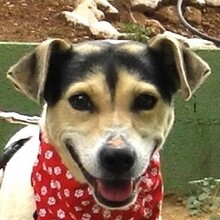 LOLA, Hund, Bodeguero Andaluz in Spanien - Bild 1