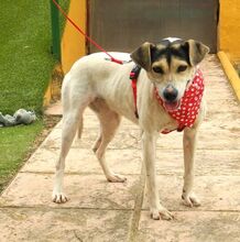 LOLA, Hund, Bodeguero Andaluz in Spanien - Bild 2