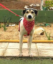 LOLA, Hund, Bodeguero Andaluz in Spanien - Bild 3