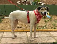 LOLA, Hund, Bodeguero Andaluz in Spanien - Bild 4