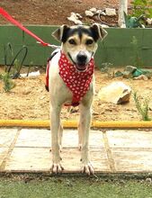 LOLA, Hund, Bodeguero Andaluz in Spanien - Bild 5