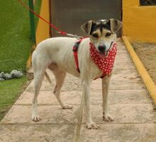 LOLA, Hund, Bodeguero Andaluz in Spanien - Bild 6