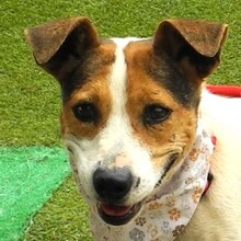 RAYA, Hund, Bodeguero Andaluz in Spanien - Bild 1