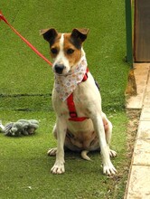 RAYA, Hund, Bodeguero Andaluz in Spanien - Bild 3