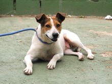 RAYA, Hund, Bodeguero Andaluz in Spanien - Bild 4