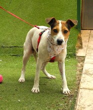 RAYA, Hund, Bodeguero Andaluz in Spanien - Bild 5