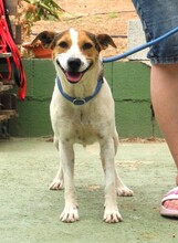RAYA, Hund, Bodeguero Andaluz in Spanien - Bild 6