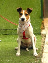RAYA, Hund, Bodeguero Andaluz in Spanien - Bild 7