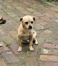 PHILIPPO, Hund, Mischlingshund in Herten - Bild 1