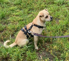 PHILIPPO, Hund, Mischlingshund in Herten - Bild 13