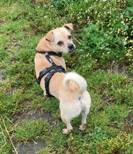 PHILIPPO, Hund, Mischlingshund in Herten - Bild 14