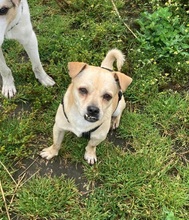 PHILIPPO, Hund, Mischlingshund in Herten - Bild 15