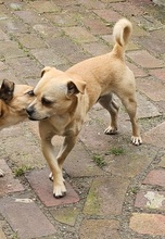 PHILIPPO, Hund, Mischlingshund in Herten - Bild 2